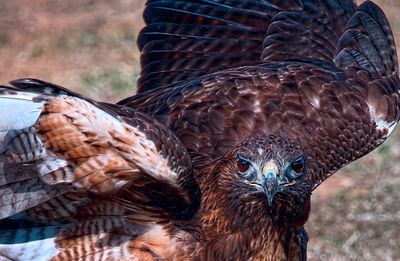 Hawks