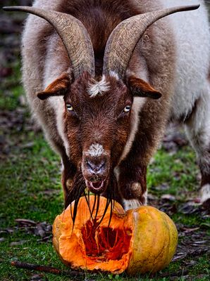 D5C_1723GoatPumpkinCropB1.jpg