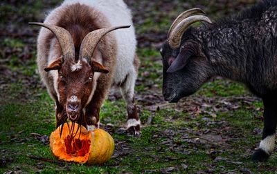 D5C_1723GoatPumpkinCropA1.jpg