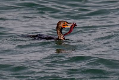 D5B_9330CormorantFish.jpg