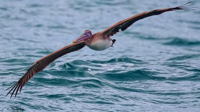 Pelicans