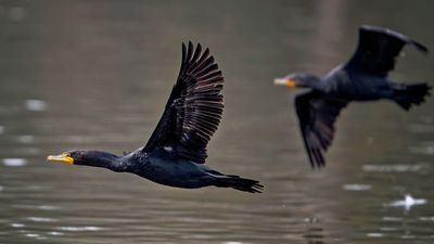 Z8A_1365_DxOWWParkCormorantCropA1.jpg