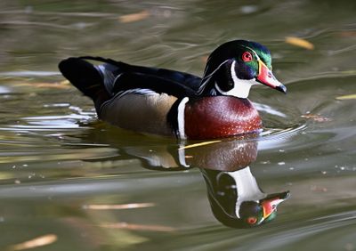 Z8A_0072WoodDuckCropA1.jpg