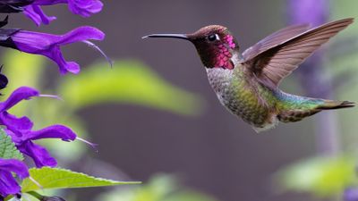 Z8A_7875_DxOHummingbird50Crop1.jpg