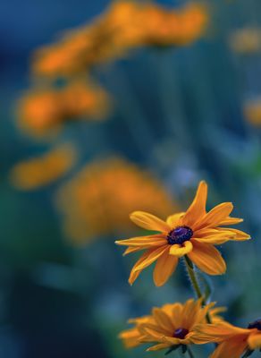 Z8B_1108Daisies1.jpg