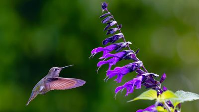 Z8B_0947_DxOPlenaHummerCrop1.jpg