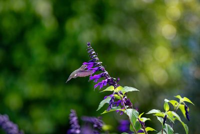 Z8B_0930_DxO{lenaHummer1.jpg