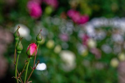 Z8B_0798_DxOf5.6Flowers1.jpg
