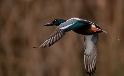 Z8A_2281MercedDuckCrop50B1Top.jpg