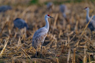 Z8A_6317_DxOSandHillMerced1.jpg