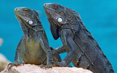 Z8B_5166_DxOCuraçaoIguanaCropA1.jpg