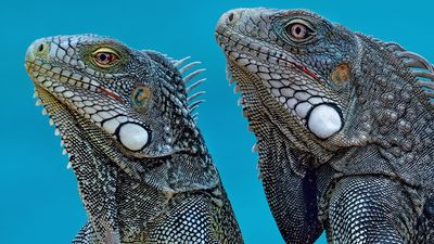 Z8B_5166_DxOCuraçaoIguanaCrop100B1.jpg