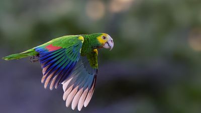 Z8B_4141_DxOBonairerParrotCrop169B1.jpg
