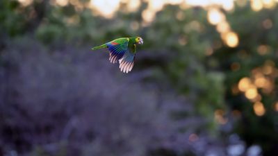 Z8B_4141_DxOBonairerParrot1.jpg