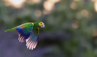 Z8B_4141_DxOBonairerParrotCropA1.jpg