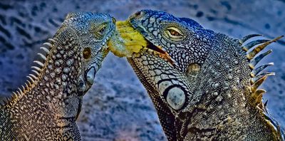 Z8B_5515_DxOIguanasCuraçaoLettuceCrpoB1.jpg