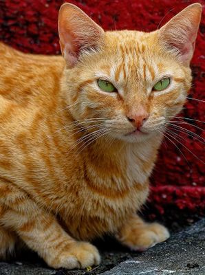 Z8B_4686_DxOBonairecatCropB1.jpg