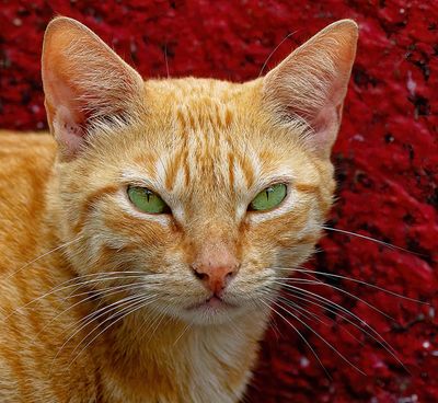 Z8B_4686_DxOBonairecatCropD1.jpg