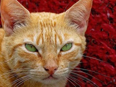 Z8B_4686_DxOBonairecatCrop100D1.jpg