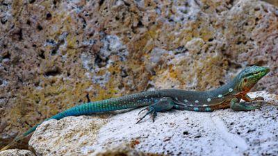 Z8B_5278_DxOBlueTailSkink1.jpg