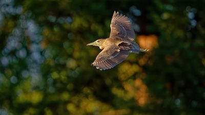 Night-Herons