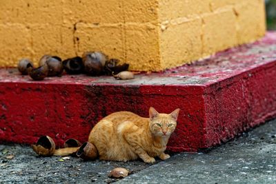 Z8B_4686_DxOBonairecatCrop1.jpg