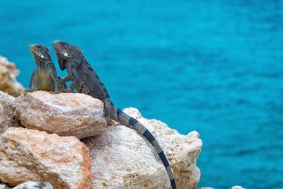 Z8B_5166_DxOCuraçaoIguana1.jpg