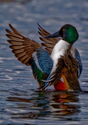 Z8A_2301_DxOMercedRerfugeDuckA1.jpg