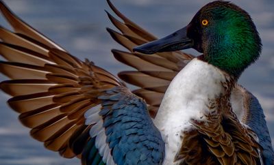 Z8A_2301_DxOMercedRerfugeDuckB1.jpg