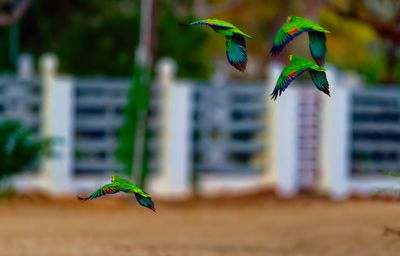 Z8B_4287_DxOBonairParrotsCropA1.jpg