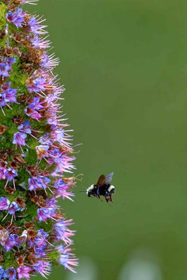 Z8B_8025_DxOCambriaBee1.jpg