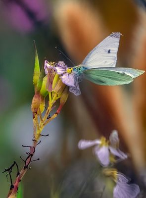 Z8B_7963ButterflyCambria1.jpg