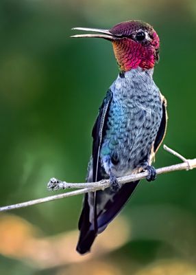 Z8C_0566HummingbirdCropA1.jpg
