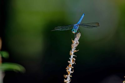 Z8B_8515_DxODragonfly1.jpg