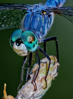 Bugs!