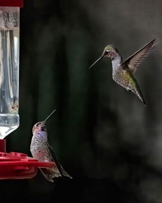 Z8C_6597Hummers1.jpg