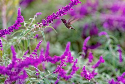 Z8C_9716_DxOHummingbird1.jpg