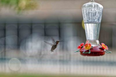 Z8C_8719_DxOHummer1.jpg