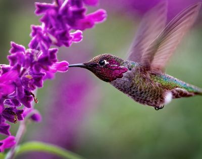 Z8C_9716_DxOHummingbirdCropA1.jpg