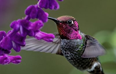 Z8D_0109_DxOHummingbird1CropB.jpg