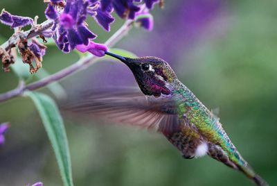Z8C_9705_DxOHummingbirdCrop60A1.jpg