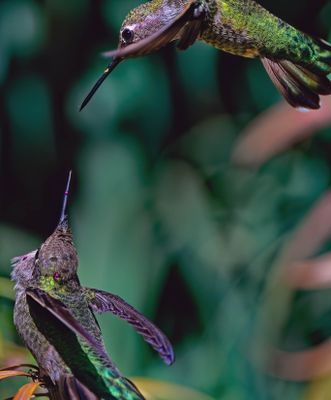 Z8C_7354_DxOHummingbirds1.jpg