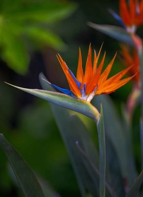Z8B_1788BirdofParadiseCropA1.jpg