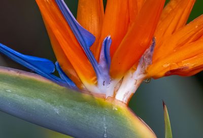 Z8B_1788BirdofParadiseCrop70B1.jpg