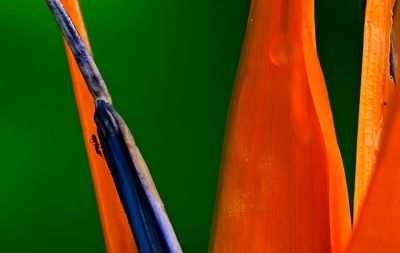 Z8B_1803BirdOfParadise100CropA1.jpg