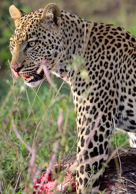D4A_6248LeopardPorcupineCropC1.jpg