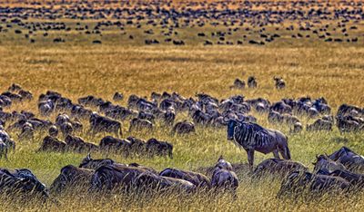 TANZANIA