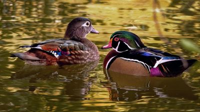 Z8D_0439_DxOWWParkDucksCropA1.jpg