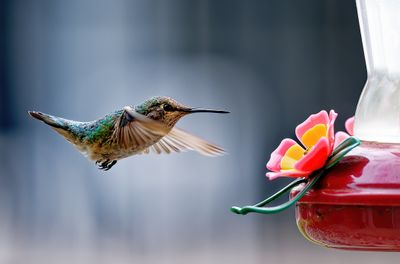 Z8D_1069_DxOHummingbirdCropA.jpg