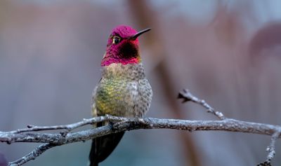 Z8D_1465HummingbirdCropa1.jpg